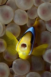 Oohhh again by Dray Van Beeck 